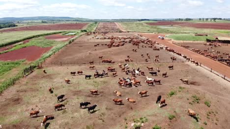 a sprawling cattle ranch in argentina dedicated to raising cattle for the renowned argentine beef industry