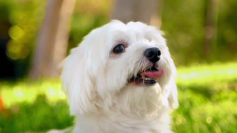 Weißer,-Flauschiger-Hund,-Baumwolle,-Ernst-Und-Lächelt-Dann
