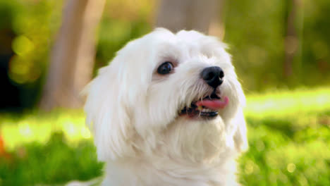 Perro-Blanco-Esponjoso,-Coton-De-Tulear,-Serio-Y-Luego-Sonríe