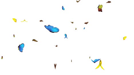 realistic butterflies flying around. seamless loop.