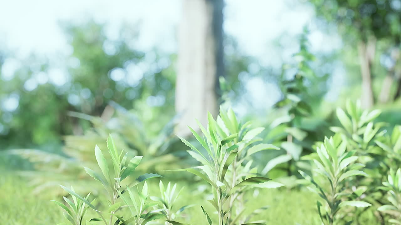 아름다운 여름 공원에서 해가 뜨는 광선