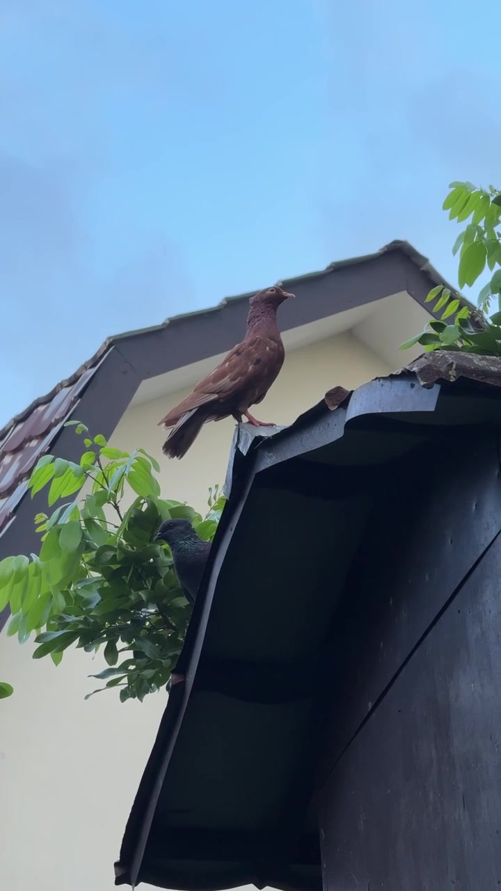 Brown Pigeon Perched on a Rooftop Edge