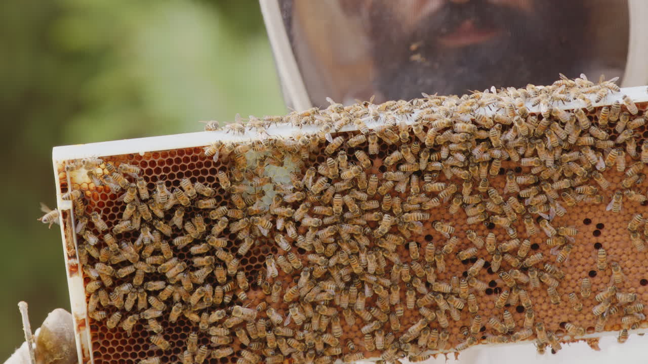 Apiarist beekeeper in protective suit inspects hive frame with bees, rack focus