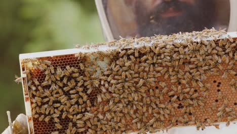 apiarist beekeeper in protective suit inspects hive frame with bees, rack focus