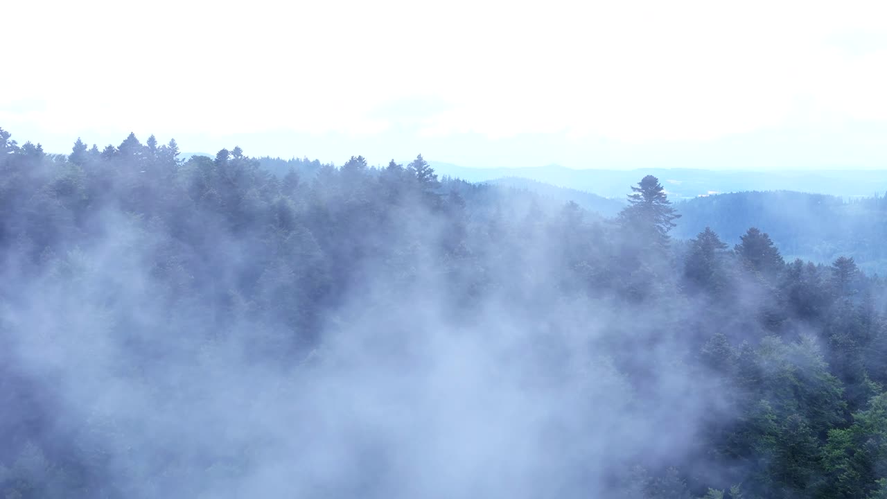 Aerial reveal view of a dense conifer forest through drifting fog