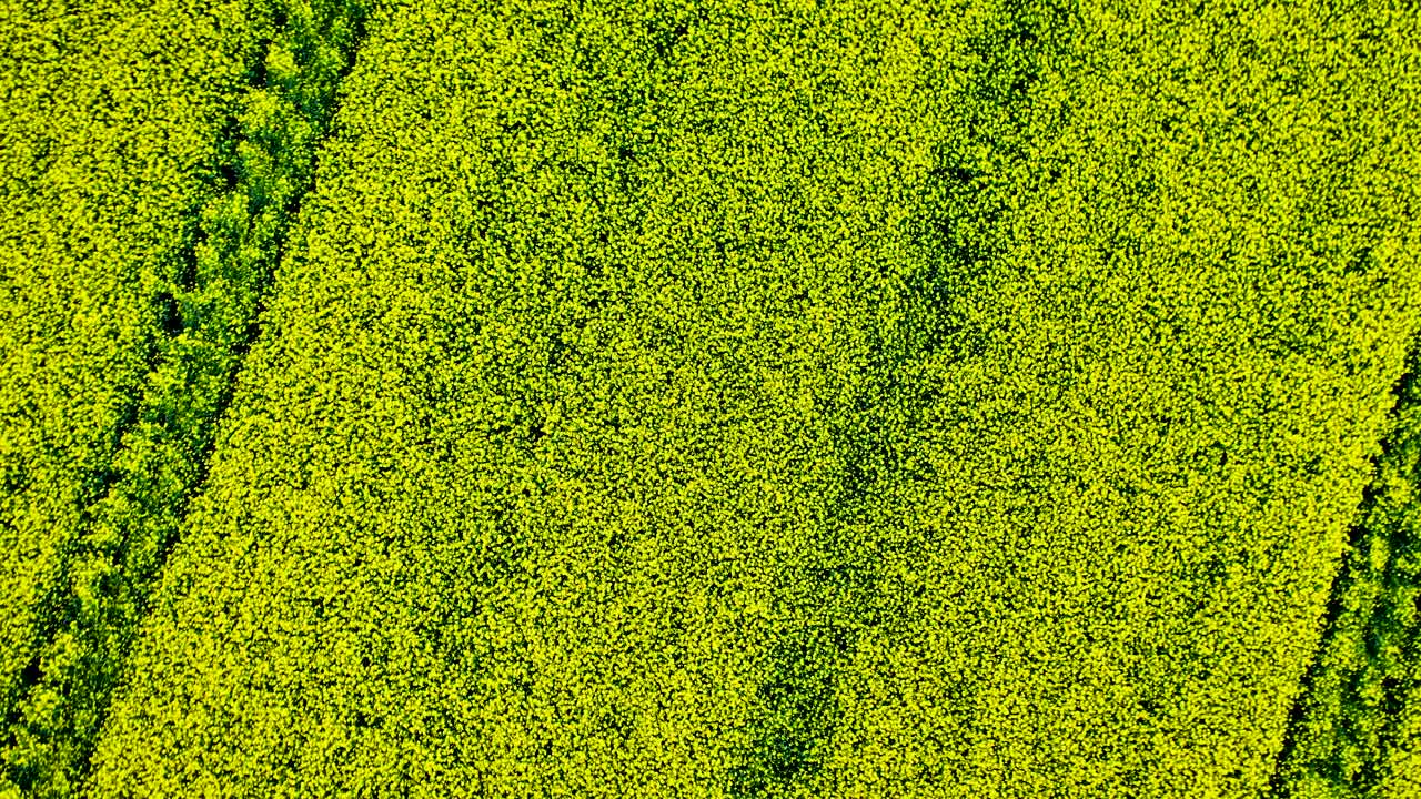 노르웨이 의 익은 노란색  ⁇  씨 ⁇   ⁇  위 에서의 공중