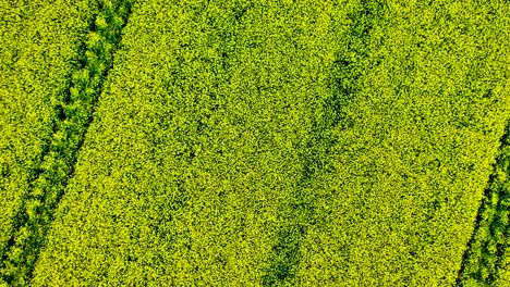 Aerial-over-a-ripe-yellow-field-of-rapeseed-in-Norway