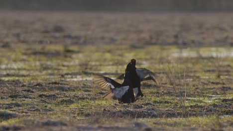 Black-grouse-breeding-lek-fight-in-early-morning