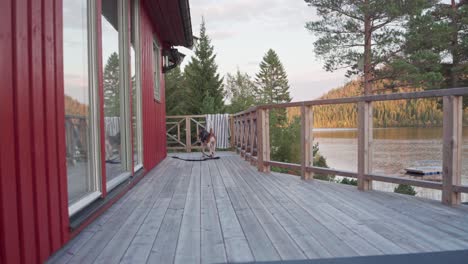 a leashed dog runs on the back of the red cabin