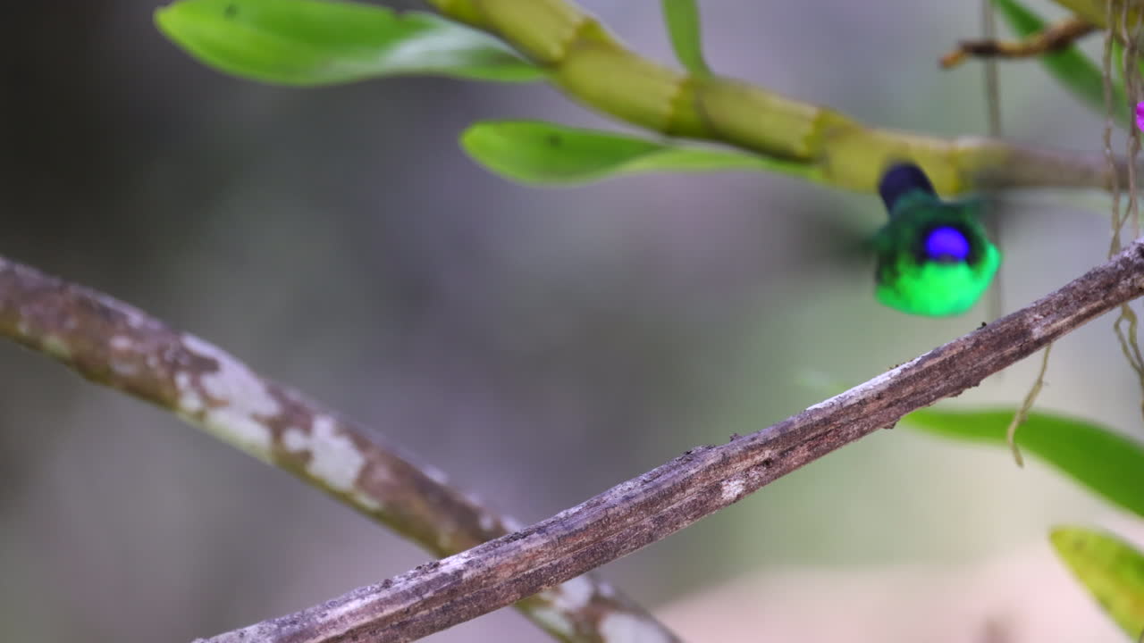 Violet-capped Woodnymph Hummingbird bird perched in Tropical rainforest jungle Slow motion