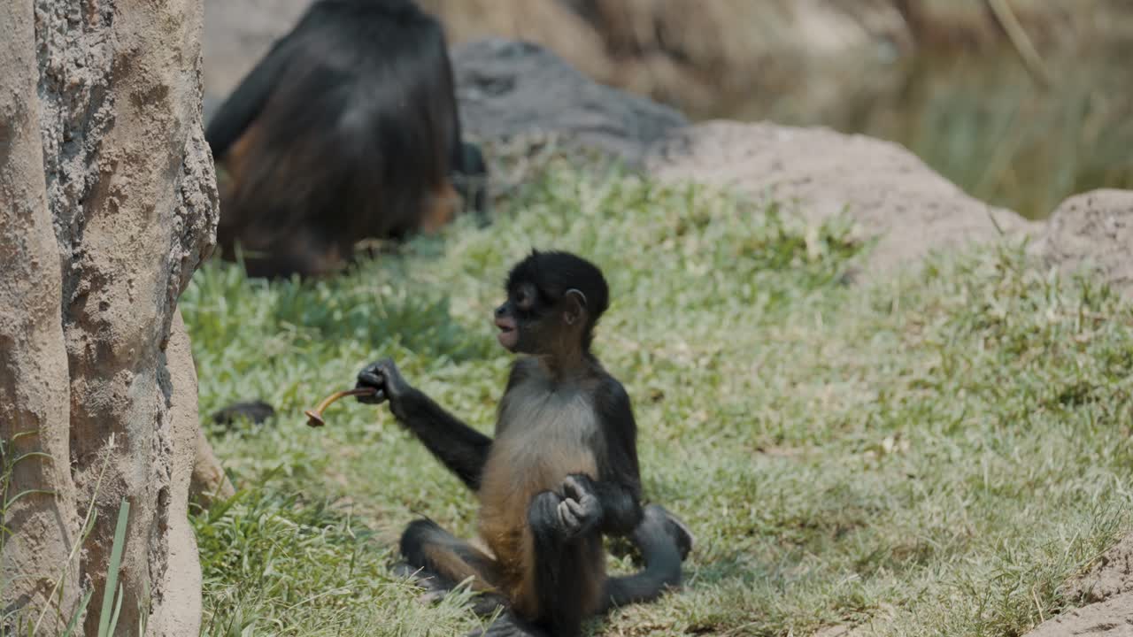 Giovane scimmia ragno di Geoffroy che mangia un ramoscello mentre è seduta sull'erba.