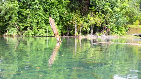 lago de bosque tranquilo