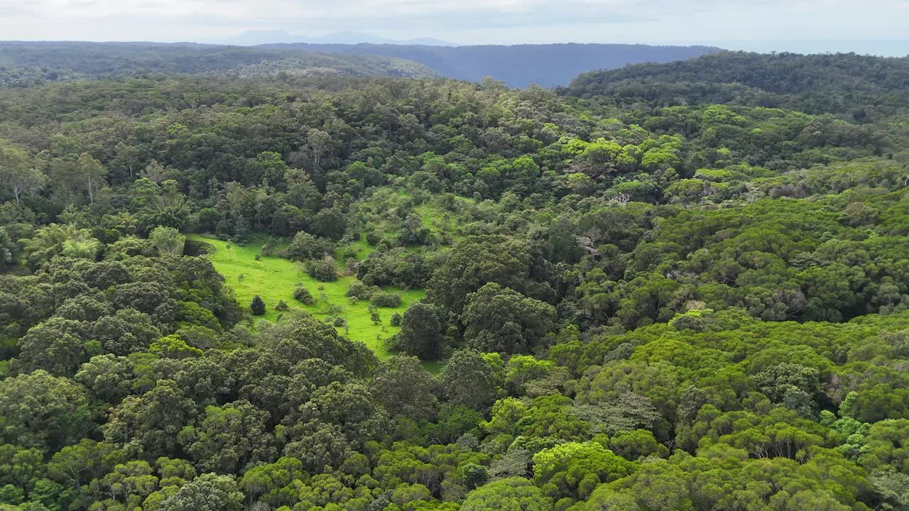 Drone glides above dense rainforest, revealing vibrant green canopy and open clearings in daylight