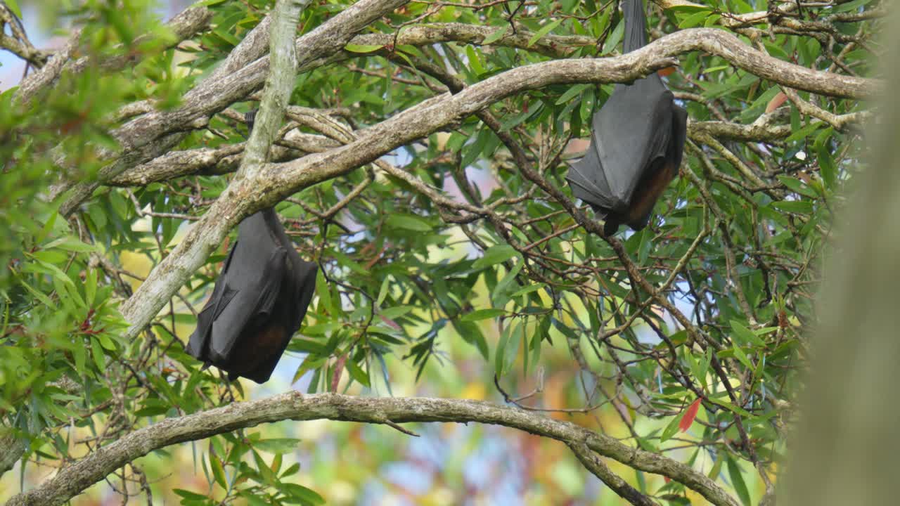 две гигантские летучие мыши, известные как летучие лисы, спят на дереве в течение дня