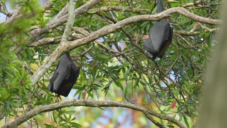 dos murciélagos gigantes conocidos como zorros voladores duermen en un árbol durante el día