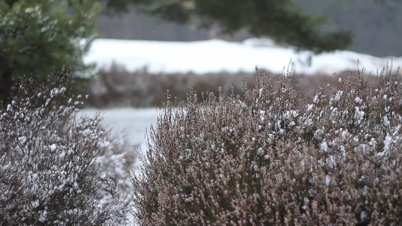 Panoramica di cespugli innevati in un parco naturale.