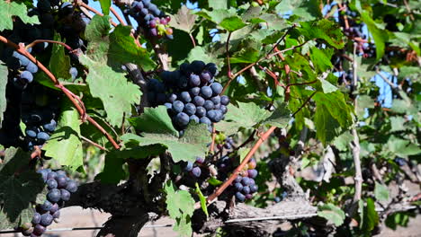primer plano de uvas de vino tinto entre las hojas en el cultivo de viñedo listo para ser cosechado-1