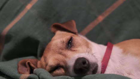 Cerca-De-Lindos-Ojos-De-Perro-Con-Perro-Soñando-Y-Durmiendo