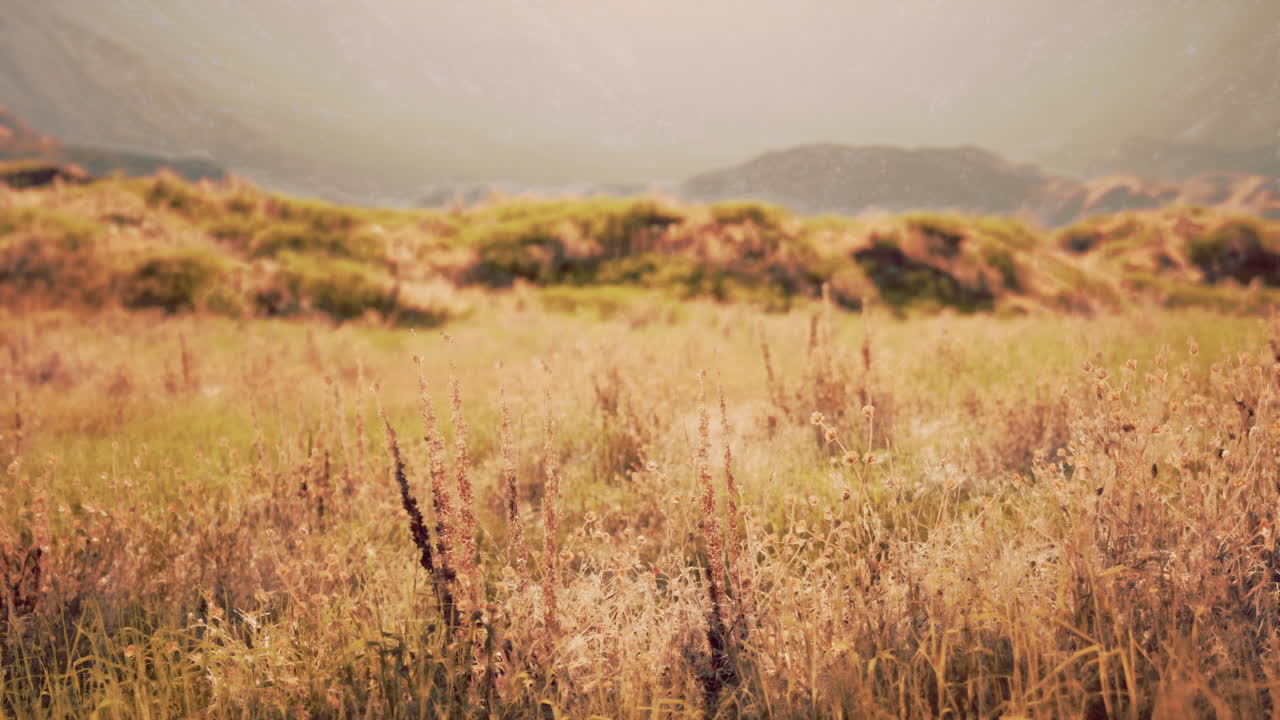 paisaje de prado dorado