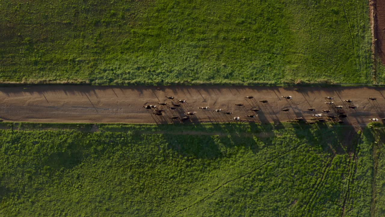 아침에 농장에서 신선한 풀밭까지 흙길을 달리는 소