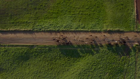 cows running on dirt road from farm to fresh grass field in morning