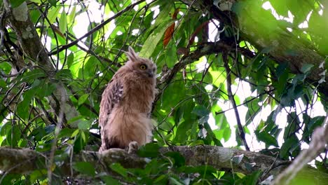 The-Buffy-Fish-Owl-is-a-big-owl-and-yet-the-smallest-among-the-four-Fish-Owls