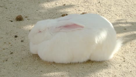 conejo americano - conejo blanco durmiendo a la sombra de un árbol en el zoológico de niños del gran parque de seúl en gwacheon, seúl, corea del sur