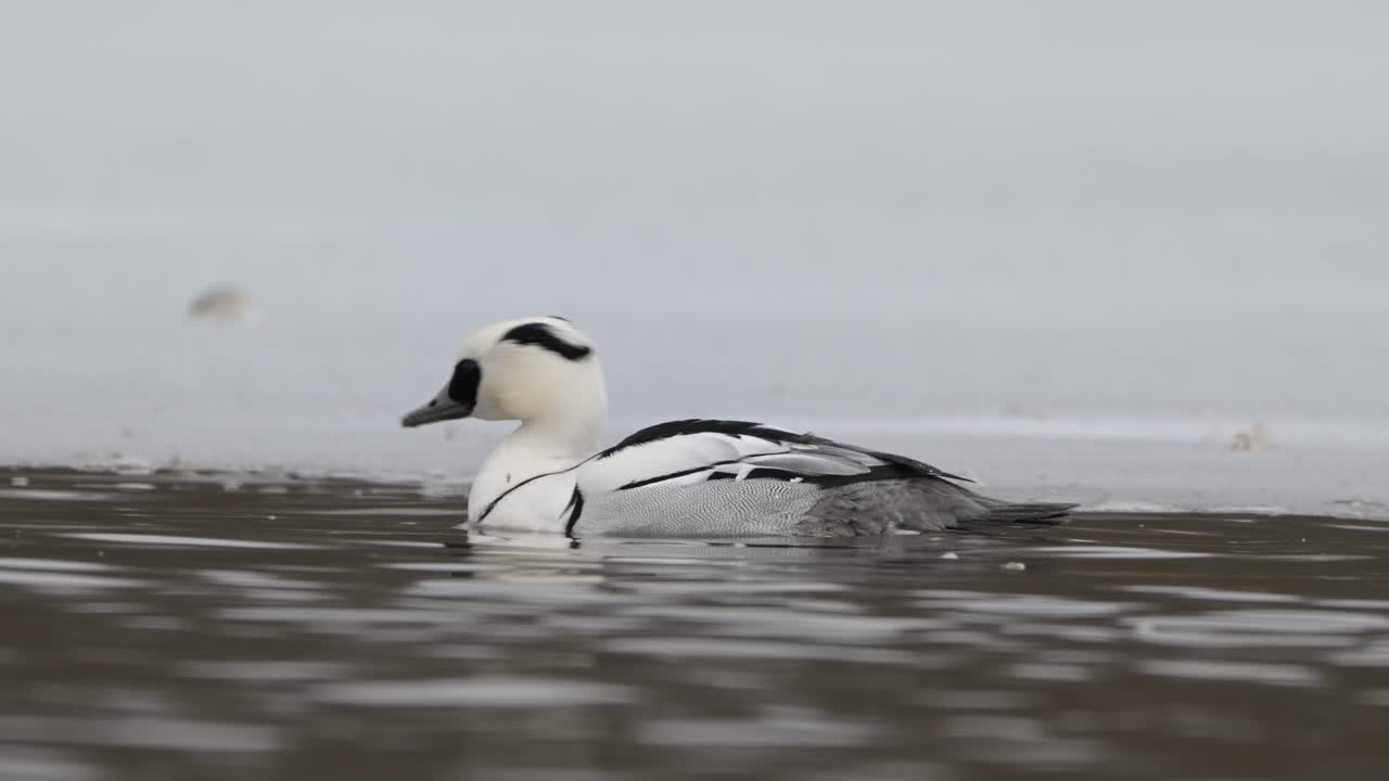 un macho, una especie de pato, nadando en un parche de agua libre de hielo en noruega