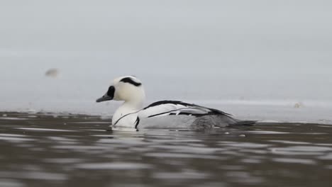 Smew-Macho,-Una-Especie-De-Pato,-Nadando-En-Un-Parche-De-Agua-Libre-De-Hielo-En-Noruega