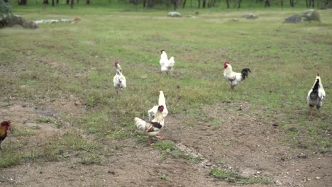 Wild-farm-chickens,-hens-and-roosters-playing-in-farm-grasslands
