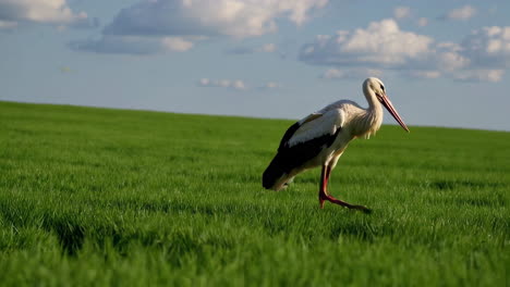 stork in a green field
