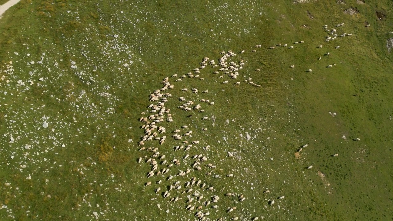 Flock of sheep grazing on green alpine slope viewed from above in daytime pasture