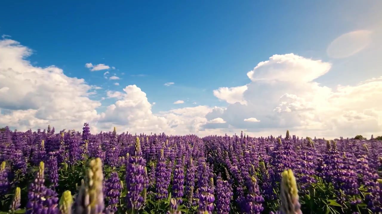 Una vista mozzafiato di lupini viola vibranti in piena fioritura sotto un cielo azzurro brillante con nuvole soffici, catturando l'essenza della bellezza e della serenità della natura