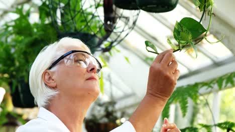 female scientist checking plants