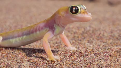 Eine-Makro-Nahaufnahme-Einer-Süßen-Kleinen-Namib-Wüstengecko-Eidechse-Mit-Großen-Reflektierenden-Augen-Sitzt-Im-Sand-In-Namibia-1