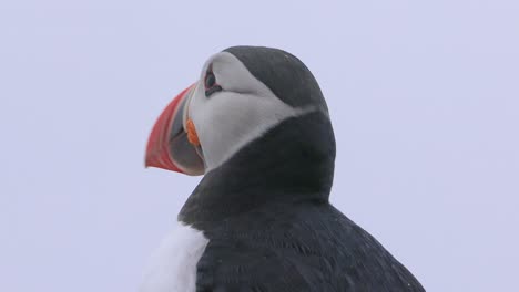 Atlantic-puffin-(Fratercula-arctica),-on-the-rock-on-the-island-of-Runde-(Norway).