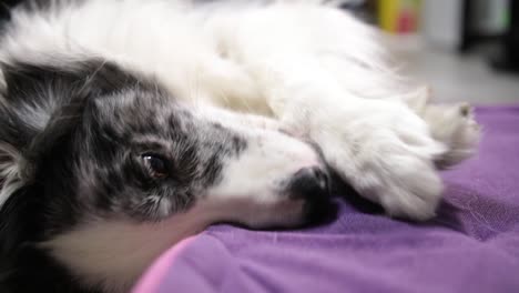 Lindo-Border-Collie-Azul-Merle-Perro-Lamiendo-Patas-En-Almohada-Púrpura-Primer-Plano-Cámara-Lenta