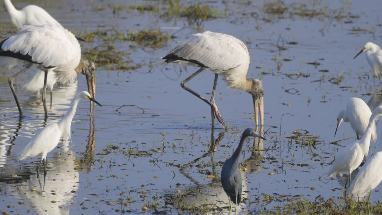 Wood storks grazing in shallow wetland amongst ibises