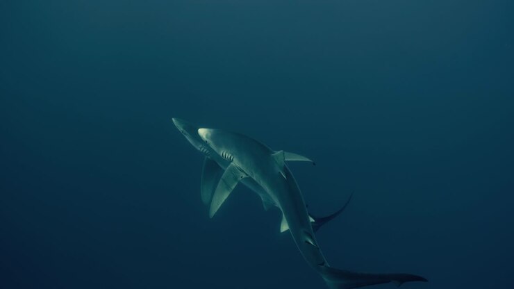 Two Blue Sharks crossing the Atlantic Ocean in slow motion