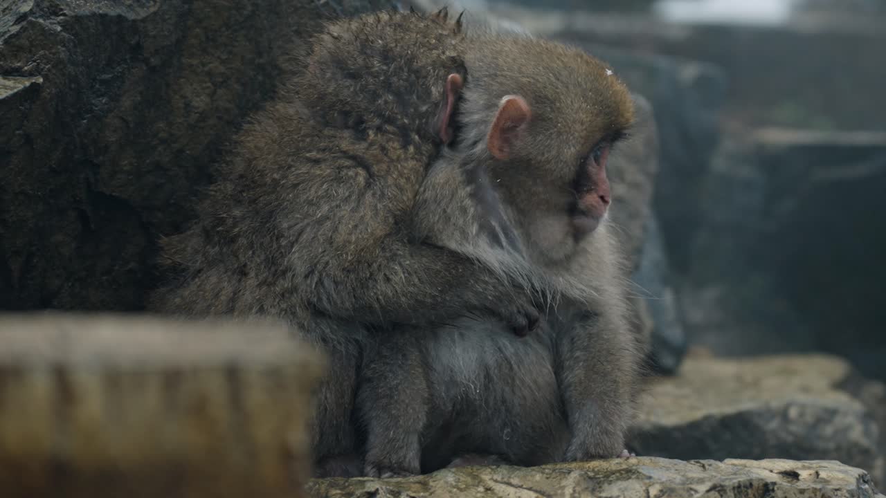 un momento conmovedor de dos monos de nieve bebé abrazándose en el calor de jigokudani onsen, yamanouchi, japón.