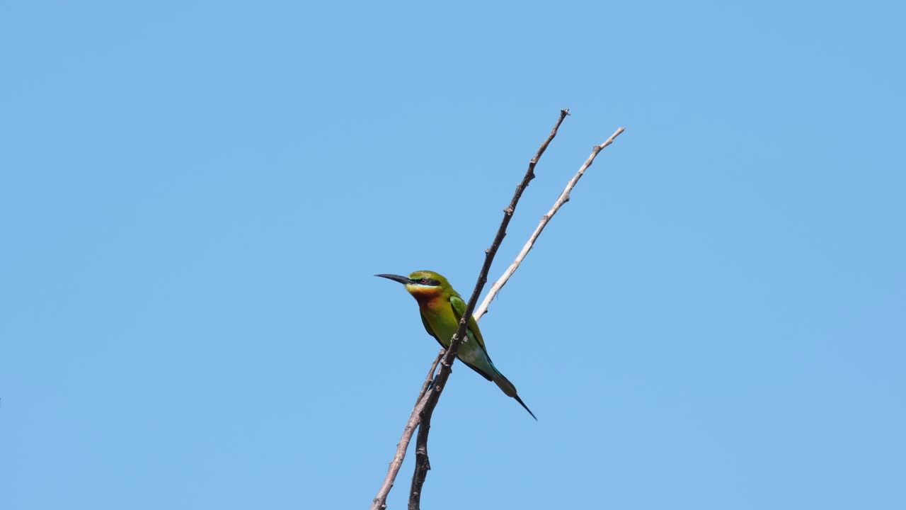 abejaruco de cola azul merops philippinus visto encaramado en medio de dos ramitas que se balancean con el viento, cielo azul en tailandia