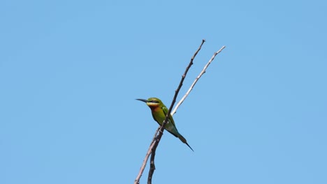 藍尾蜂食蟲 merops philippinus 位於兩棵樹枝中間,隨著風搖搖,泰國的藍天