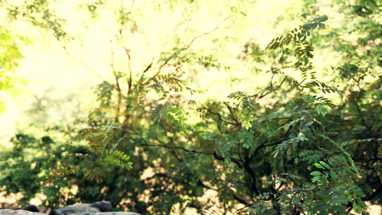 туман в тропических лесах и солнечные лучи