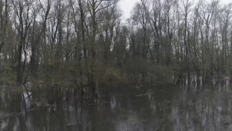 drone shot of trees in swamp like water