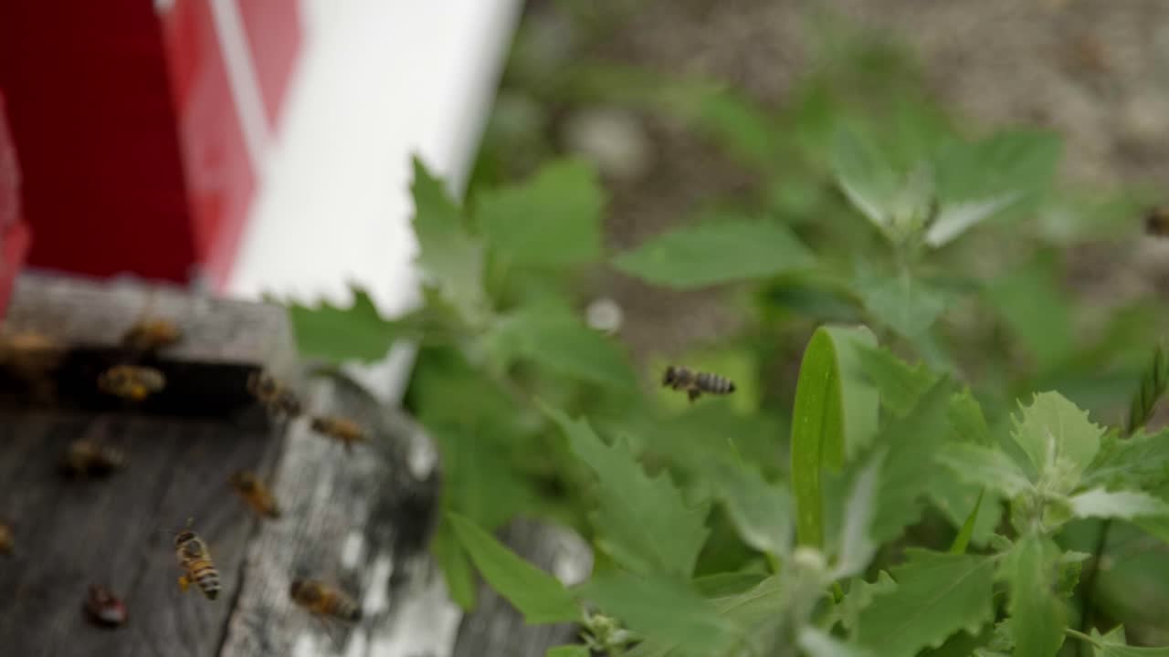 Close up shot, slow motion of bees flying around some plants next to a bright red beehive