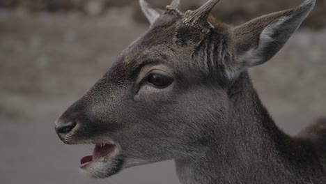 Junger-Hirsch---Rothirsch,-Der-Karotte-Im-Parc-Omega-In-Quebec,-Kanada-Isst-Und-Kaut