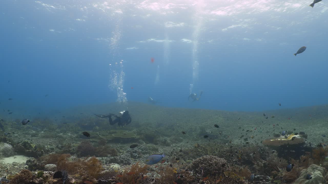 Dykker, der svømmer over havbunden med fisk, der svømmer i forgrunden i 4K.