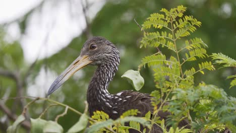 cerca de un pájaro limpkin mirando con curiosidad mientras está sentado en una rama entre las hojas.