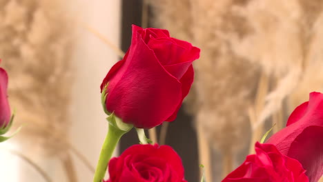primer plano de las rosas rojas