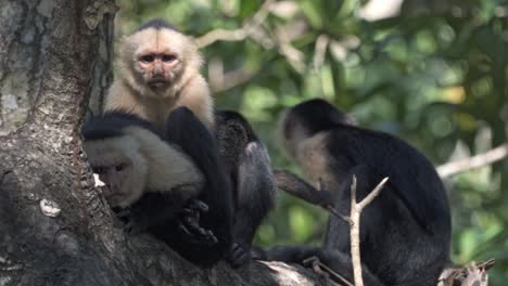 a group of three white-faced capuchin monkeys (cebus capucinus) is huddled together on a branch high in the canopy of the rainforest